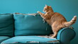 Cat sharpens its claws and tears the back of a sofa, a sofa with a damaged and torn armrest