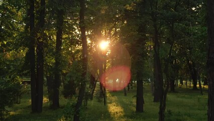 Wall Mural - Spring in Bucharest. Beautiful sunset landscape 4k video in King Michael I Park (former Herastrau Park) after a short rain. Travel to Romania.