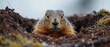 A ground squirrel peeks out from a hole in the dirt. Generative AI.