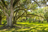 Fototapeta  - Old life oak trees with hanging spanish moss, southern living