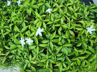 Wall Mural - Pudpitchaya or coral swirl, scientific name Wrightia antidysenterica. Ornamental plants with green buds, white blooms, popularly planted in the garden. White flowers with petals resembling windmills.
