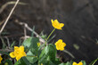 the yellow flowers of a marsh marigold