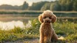 A curly shaggy apricot colored toy poodle puppy has fun in the summer on a walk a lawn and lake for a walk with the dog
