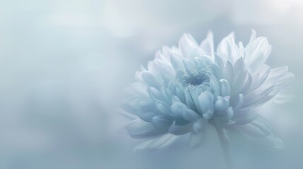 Wall Mural - Blurred chrysanthemum flower with soft focus A flower on a light foggy background Closeup NatureCloseup Nature : Generative AI