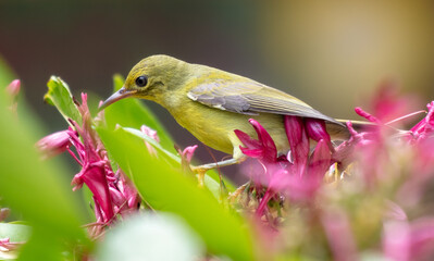 Canvas Print - Yellow bird on a red flower tree. Nature in the tropics