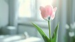 pink tulip in whit room : Generative AI