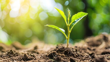 Young plant growing on dry soil with green background under the sunlight. Earth day concept