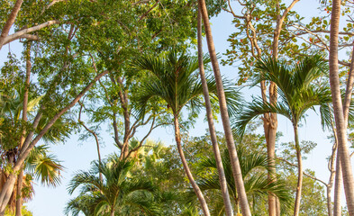 Canvas Print - Palm leaves on nature in the park. Tropics