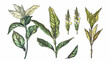 Plantain medical botanical isolated illustration