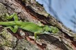 Green Carolina anole (Anolis carolinensis) lizard reptile injured on tree branch, nature wildlife invasive species pest control.
