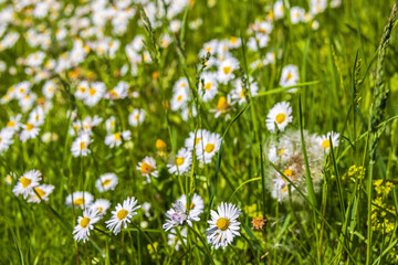 Canvas Print - Beautiful Daisy flowers on a summer meadow