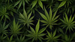Cannabis plant for medicinal purposes. Genrative.ai 
