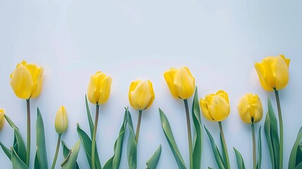 Beautiful composition of tulip spring flowers Yellow tulips flowers on white background Valentines Day Easter 8th march Happy Womens Day Mothers Day Flat lay top view copy space : Generative AI