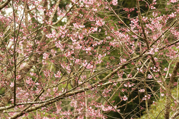Wall Mural - Phaya suae flower or sakura flower in Thailand