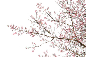 Wall Mural - Phaya suae flower or sakura flower in Thailand