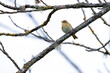 Iberian chiffchaff perched on a branch.
