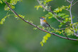 Common firecrest  perched on a branch.