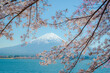 Mount Fuji in springtime with cherry tree in full bloom,at Lake kawaguchiko in japan.