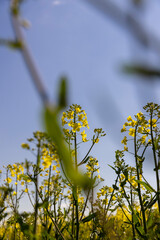 Wall Mural - flowering rapeseed on a blue sky background