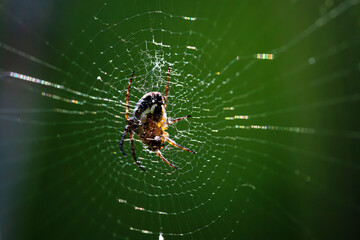 macro of spider on his net in natural backgrpund