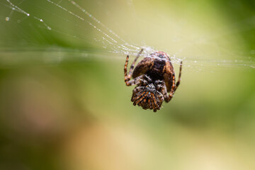 macro of spider on his net in natural backgrpund