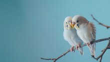 Two Cute Cuddling Budgies Perched On Branch With Blue Background As Symbol Of Love And Affection