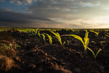 Fototapeta Konie -  Sunrise over a field of young corn.