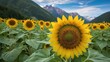 A field of blooming sunflowers on the background of a colorful sky. Single flower closeup. It is a valuable oilseed crop