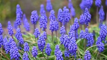 Blue Flowers Of The Muscari Armeniacum Plant Blow In Wind.