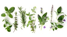 Rosemary Mint Lavender Marjoram Sage Lemon Balm And Thyme Layout Creative Frame With Fresh Herbs On White Background Top View Flat Lay Healthy Eating And Alternative Medicine Concept : Generative AI