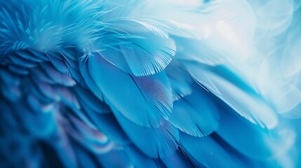 Poster - blue feather pigeon macro photo texture or background : Generative AI