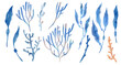 Watercolor digital illustration. Watercolor blue algae, corals, png with transparent background
