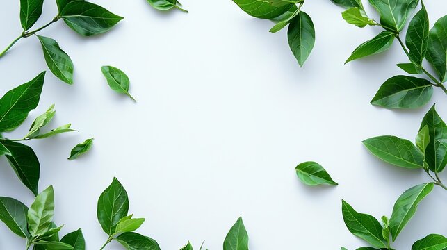 green leaves frame on white background flat lay : Generative AI