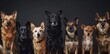 Captivating lineup of diverse dog breeds against dark background