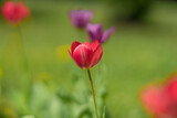 Fototapeta Tulipany - Red tulips in spring