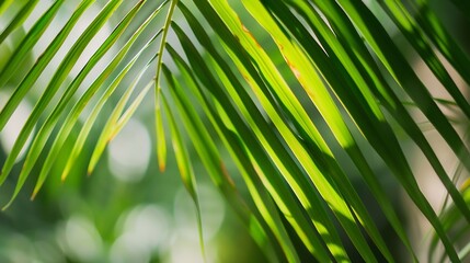  Close up green palm leaf texture leaf palm tree : Generative AI