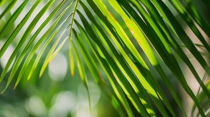 Close up green palm leaf texture leaf palm tree : Generative AI
