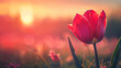 High resolution low angle close up macro photography of beautiful red flower in front of sunrise in winter with copy space. Warm sunshine made red petal transparently and turn in to pink flower