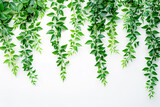 Fototapeta  - Dense green ivy leaves cascading over a white backdrop