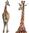 Back view of a giraffe, full body and head as bundle, isolated on a transparent background