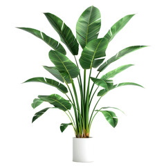 Modern indoor plant isolate on transparency background PNG