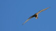 sokół  Falco tinnunculus
