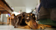 Front view of a lying on floor sleepy doberman dog looking up in a french living room.