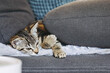 Portrait d'un mignon petit bébé chaton tigré à la maison	