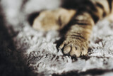 Fototapeta Do pokoju - Close up sur les pattes et coussinets d'un petit bébé chaton tigré à la maison	