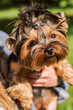 yorkshire terrier puppy portrait, sunny day