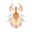 Beautiful fictional beetle. Whimsical bug species. Wonderful delicate insect with gentle wings, top view. Abstract imaginary phylliidae. Flat vector illustration isolated on white background