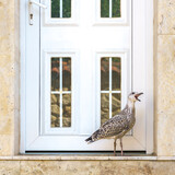 Fototapeta Boho - Screaming seagull by the entrance to the house.