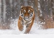 Tiger running in the snow.