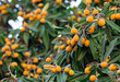 Ripe and fresh loquat on tree